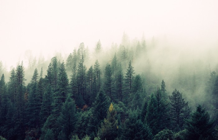 Foggy Woods