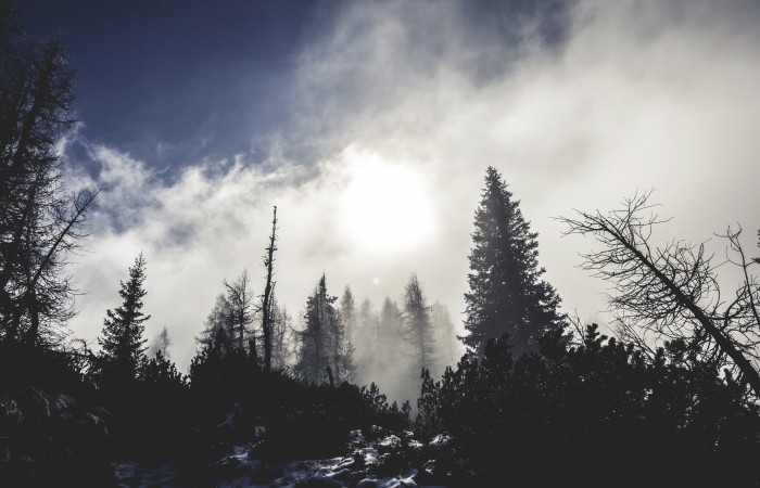 Mountain Mist